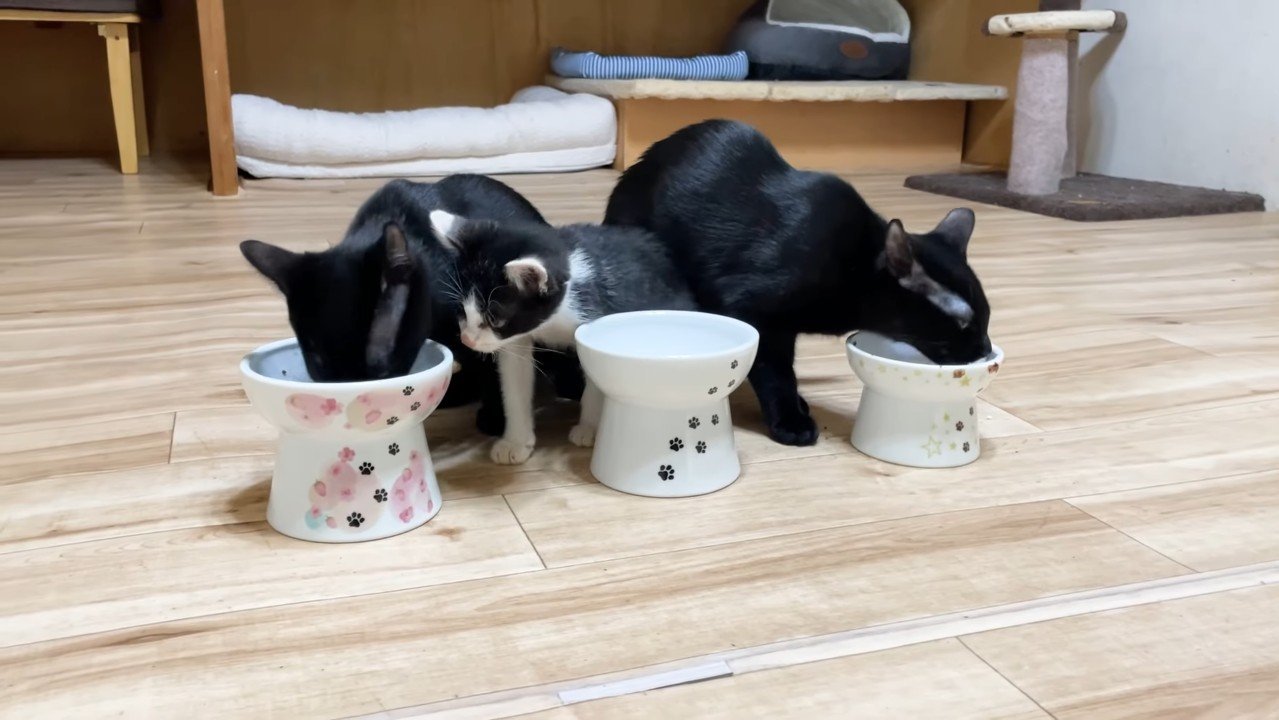 覗き込むロアちゃん