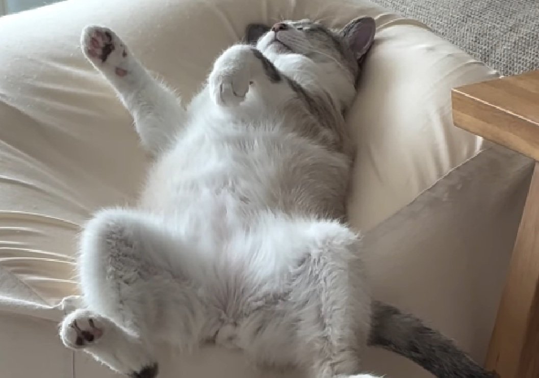 手をパーにする猫