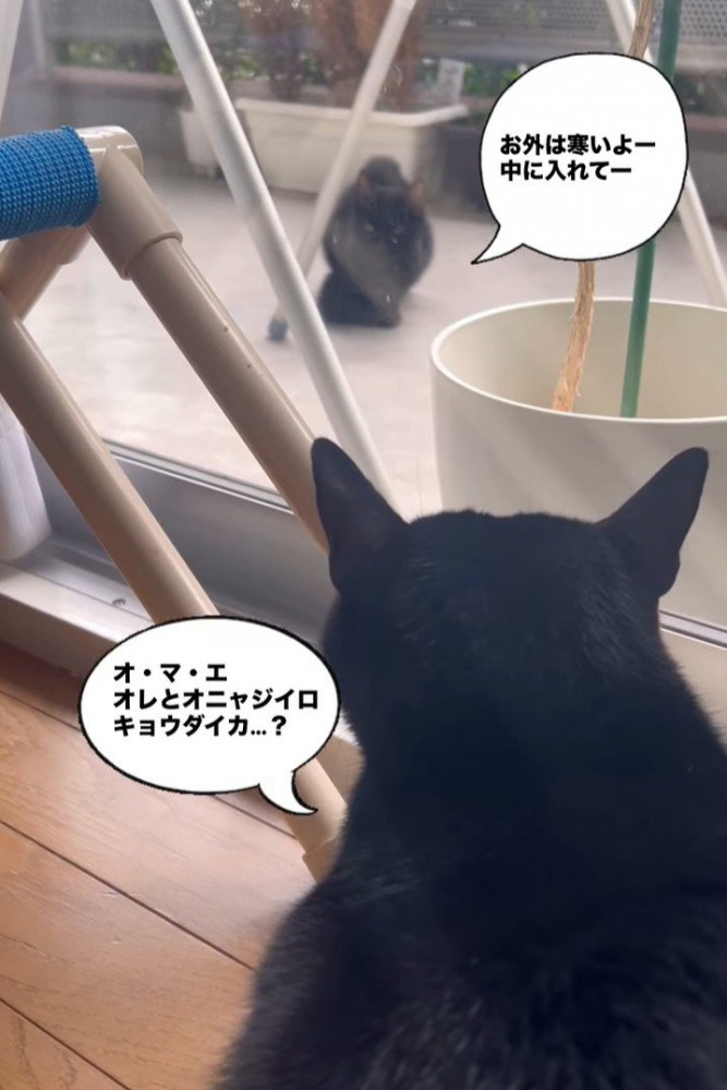 向かい合う2匹の黒猫