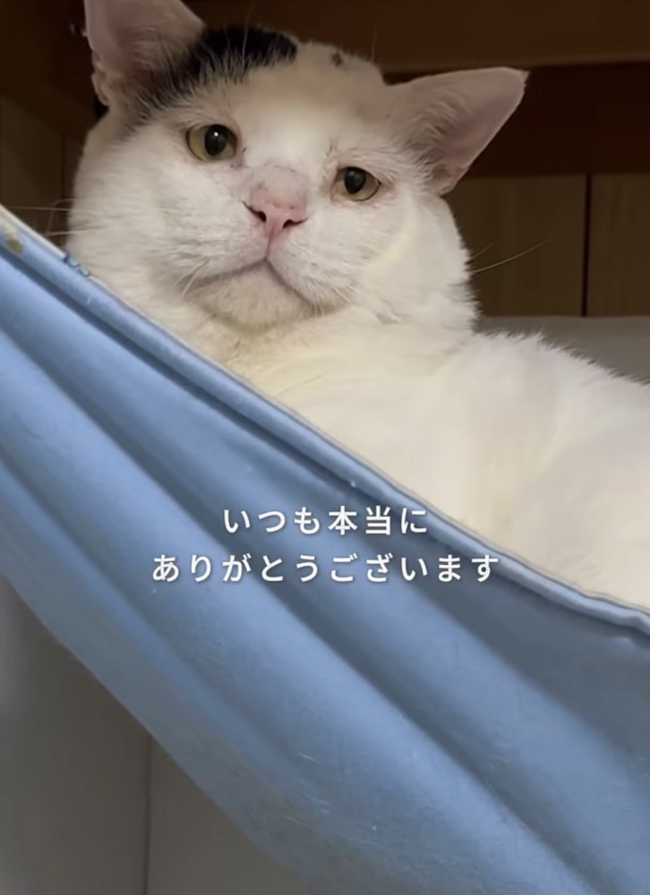 ハンモックでくつろぐ猫