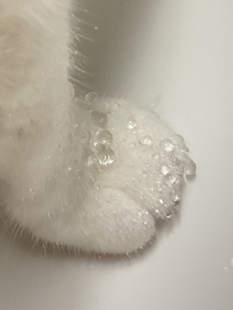 おかかちゃんの手