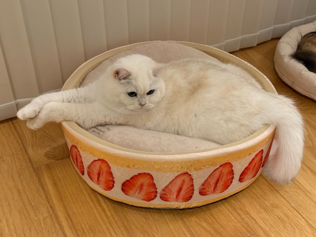 猫ベッドに入っている猫