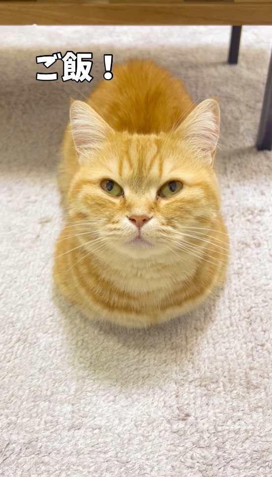 飼い主に「ごはん」と声をかけられる猫