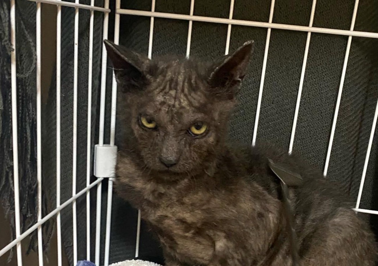 警戒する猫の顔