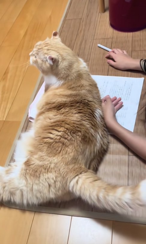 寝そべる猫の近くで鉛筆を床に置く子ども