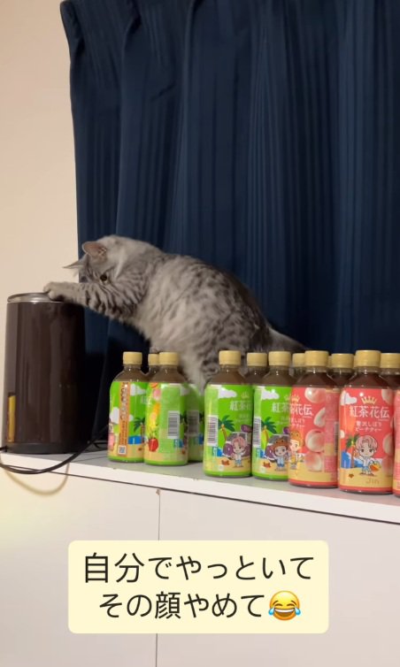 落ちたペットボトルを見る猫
