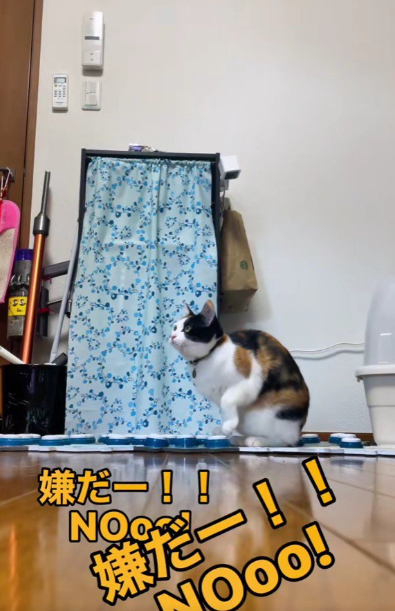 ボタンを押す猫