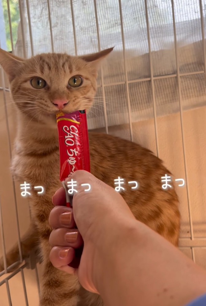 おやつを食べる猫