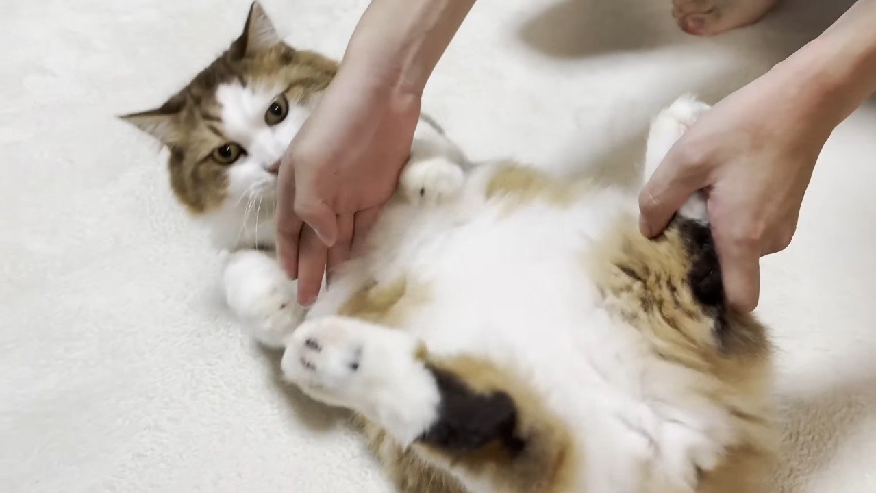 転がされ中