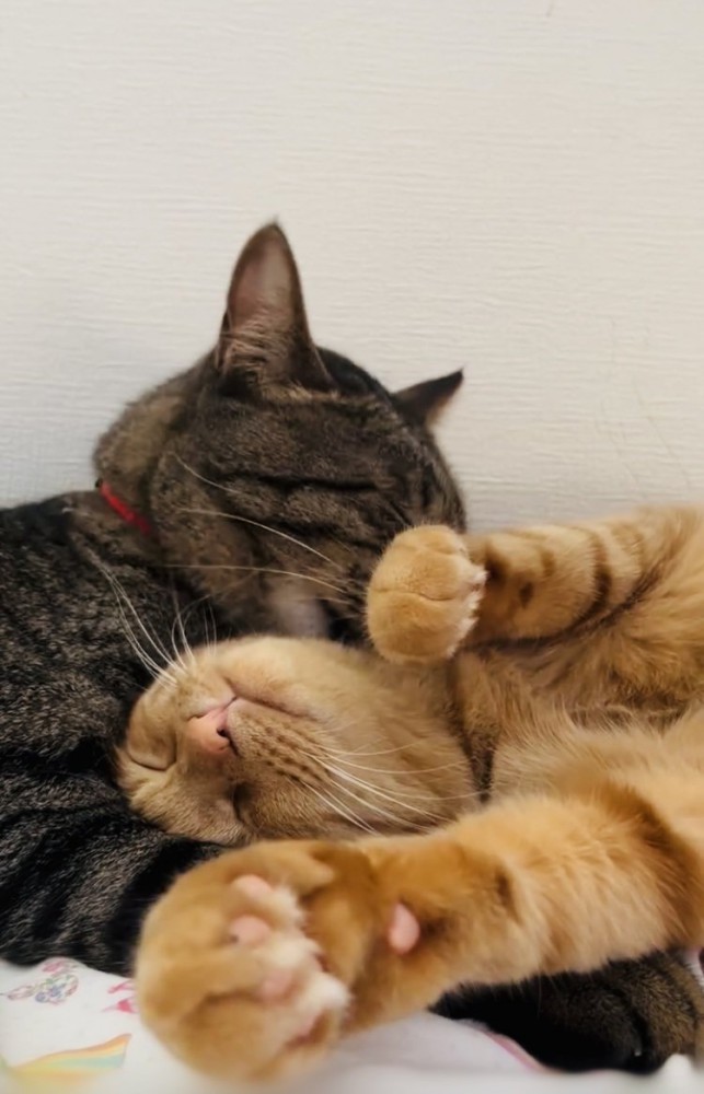 茶トラ猫をグルーミングするキジトラ猫