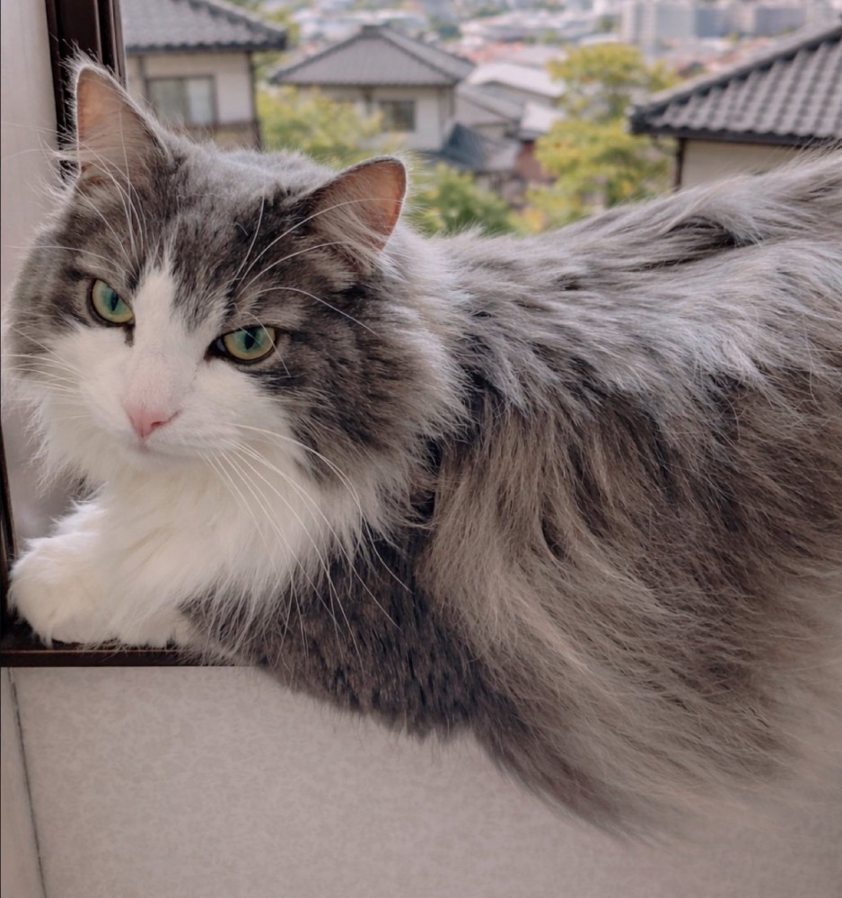 窓辺でくつろぐ猫