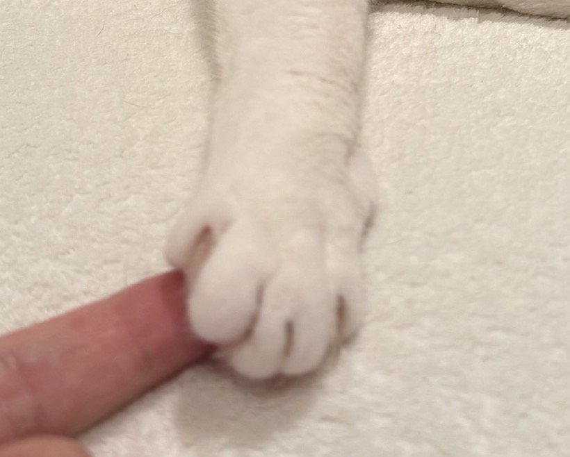 飼い主の指の上に乗ったぶち猫の前足