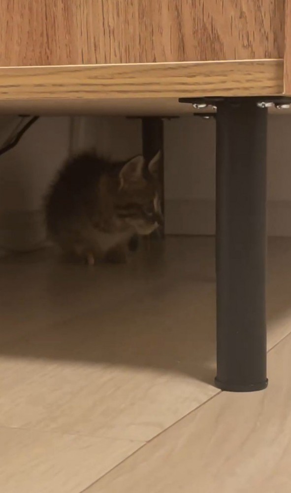 棚の下に子猫