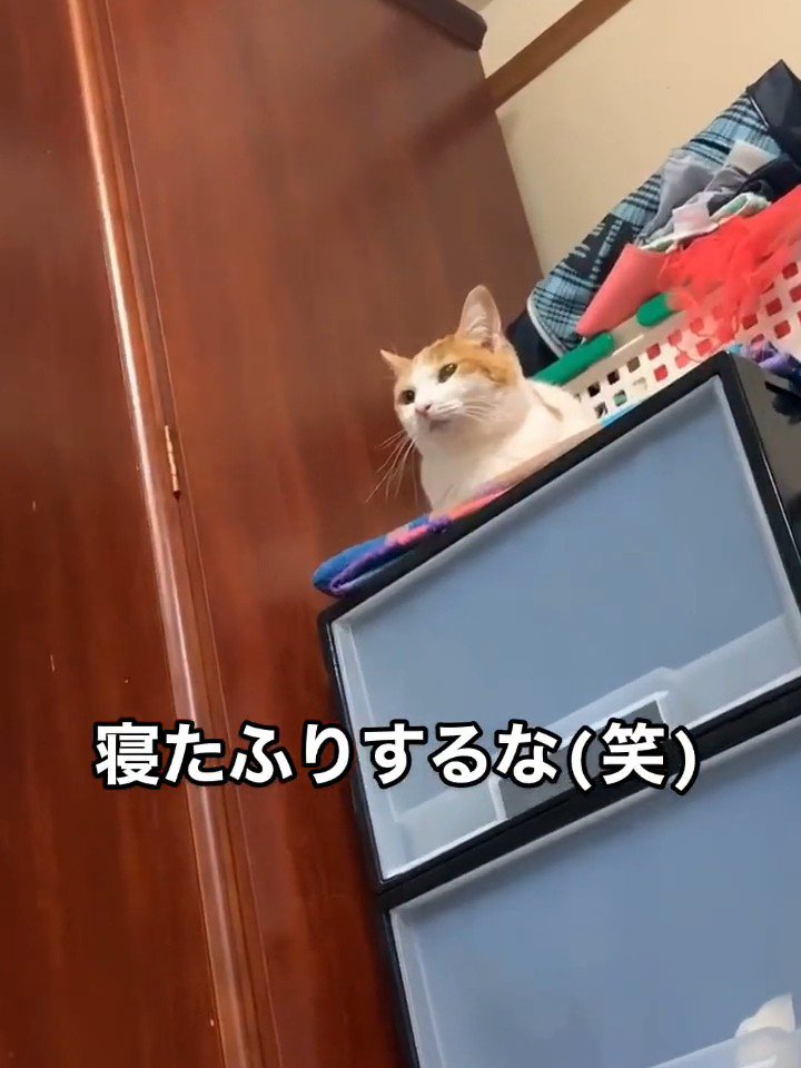 収納ケースに乗る猫