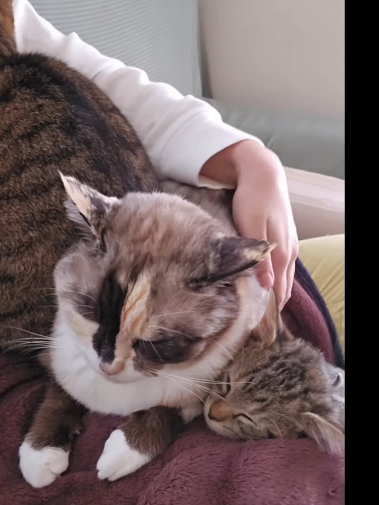 人のひざの上に乗る3匹の猫