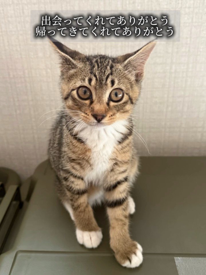 カメラ目線の子猫