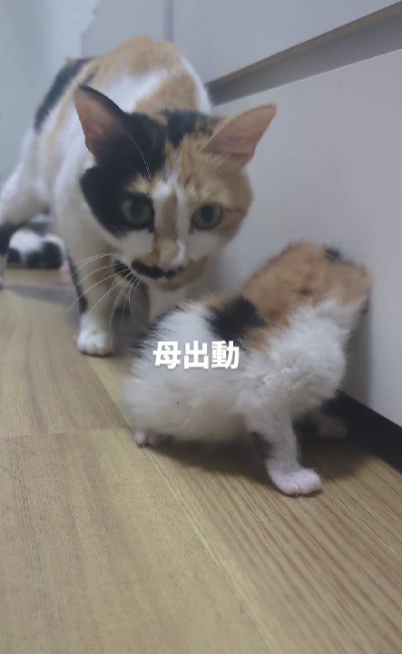 三毛猫の親子