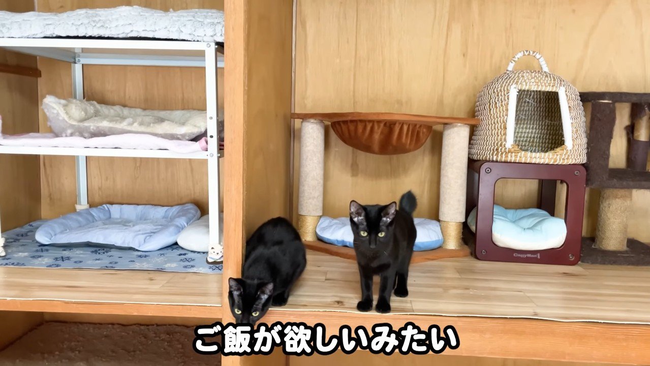 ご飯が欲しいみたい