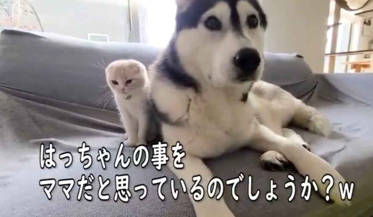 ハスキーのそばにいる子猫