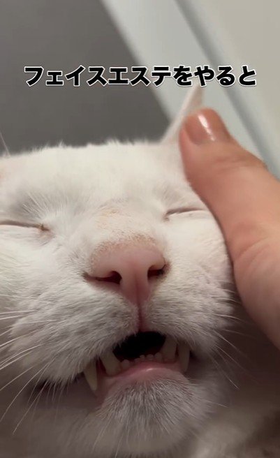 人にマッサージをされている猫