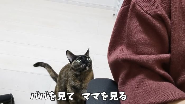 甘えにきたサビ猫のももちゃん