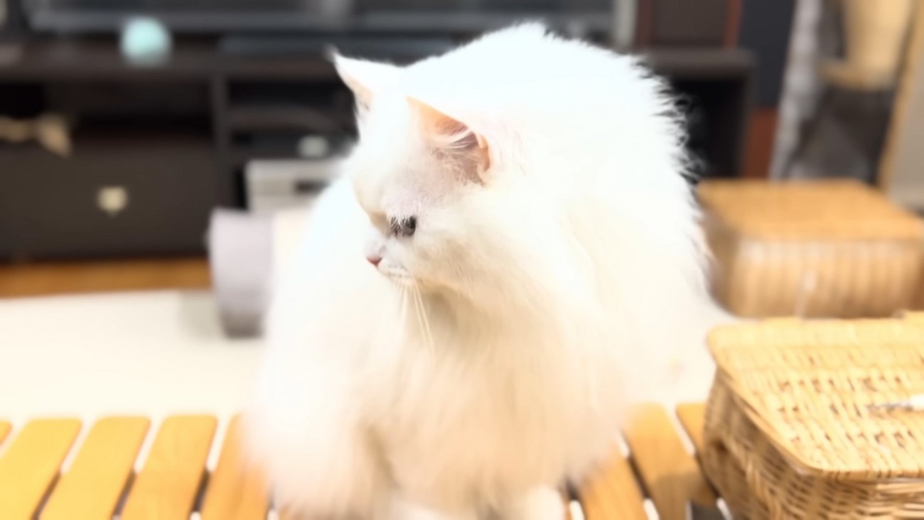 横を向いて返事するシロちゃん