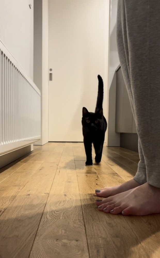 ママさんを追い掛ける黒猫
