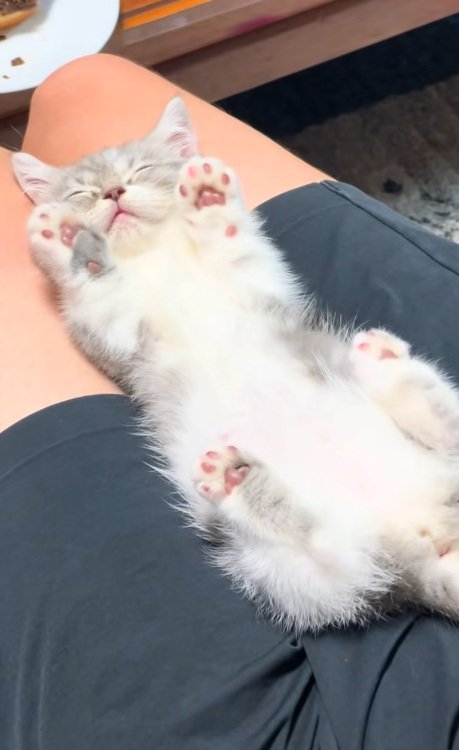 仰向けで手を上げてミヌエットの子猫