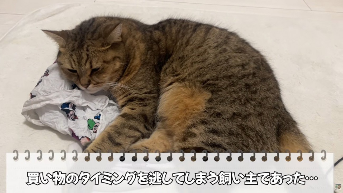 エコバッグの上で寝そべっている猫