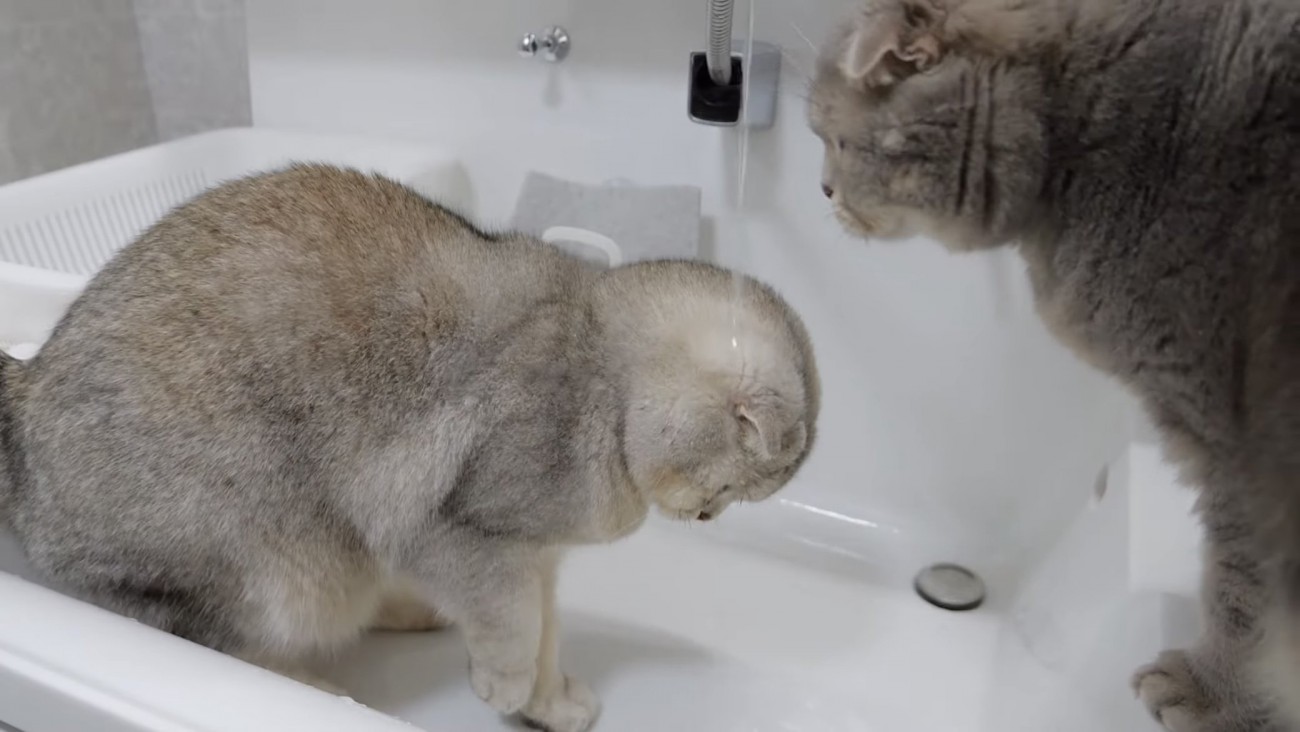 水を浴びる猫の写真
