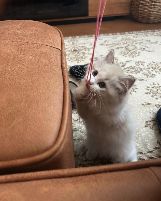 紐で遊んでいる子猫