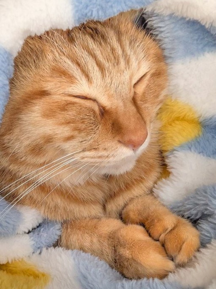 手を合わせて目をつむる茶トラ猫