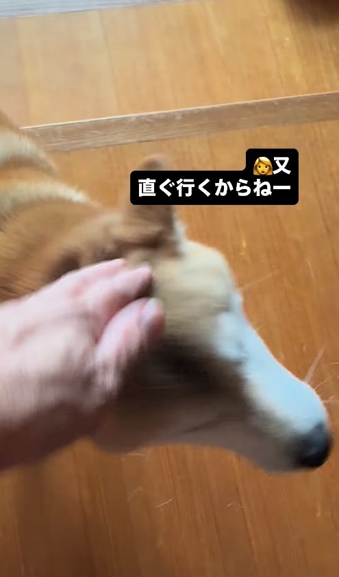 飼い主に撫でられている柴犬