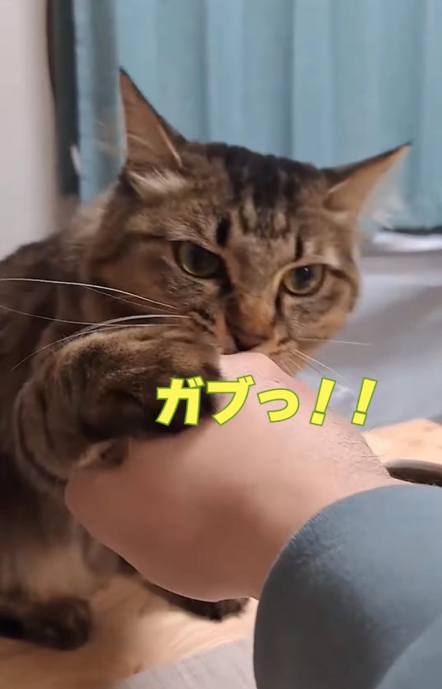 噛み付く猫