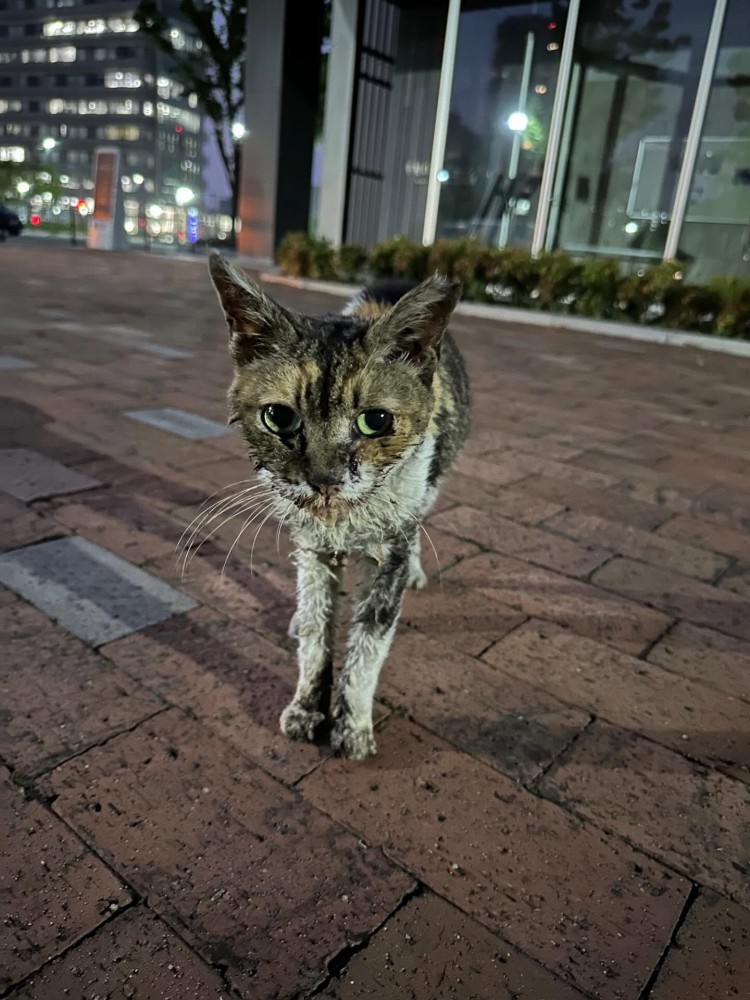 外にいる汚れた猫