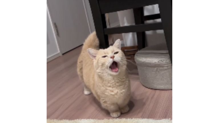 室内にいる猫