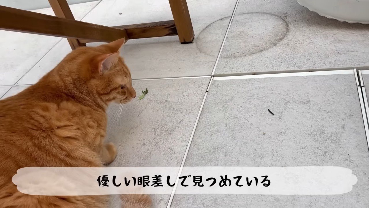 優しい眼差しで