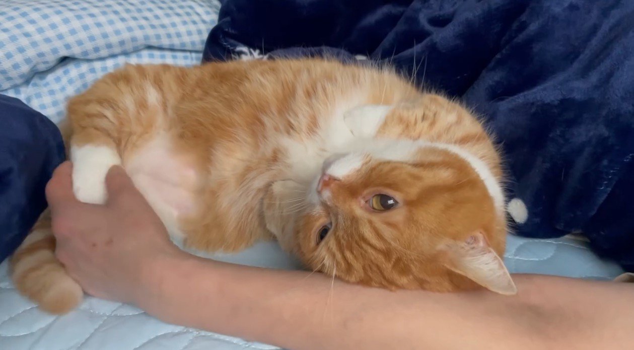 飼い主に寄りかかってうとうとする猫