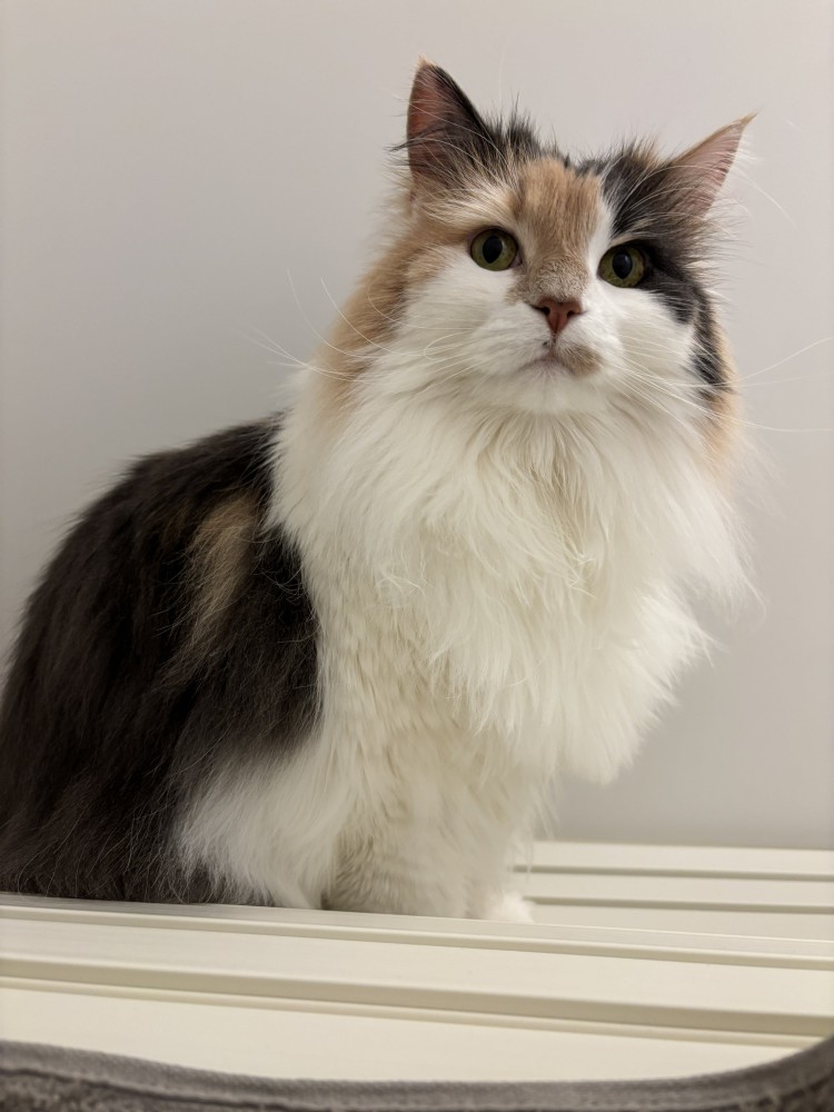 三毛柄の長毛猫の立ちポーズ