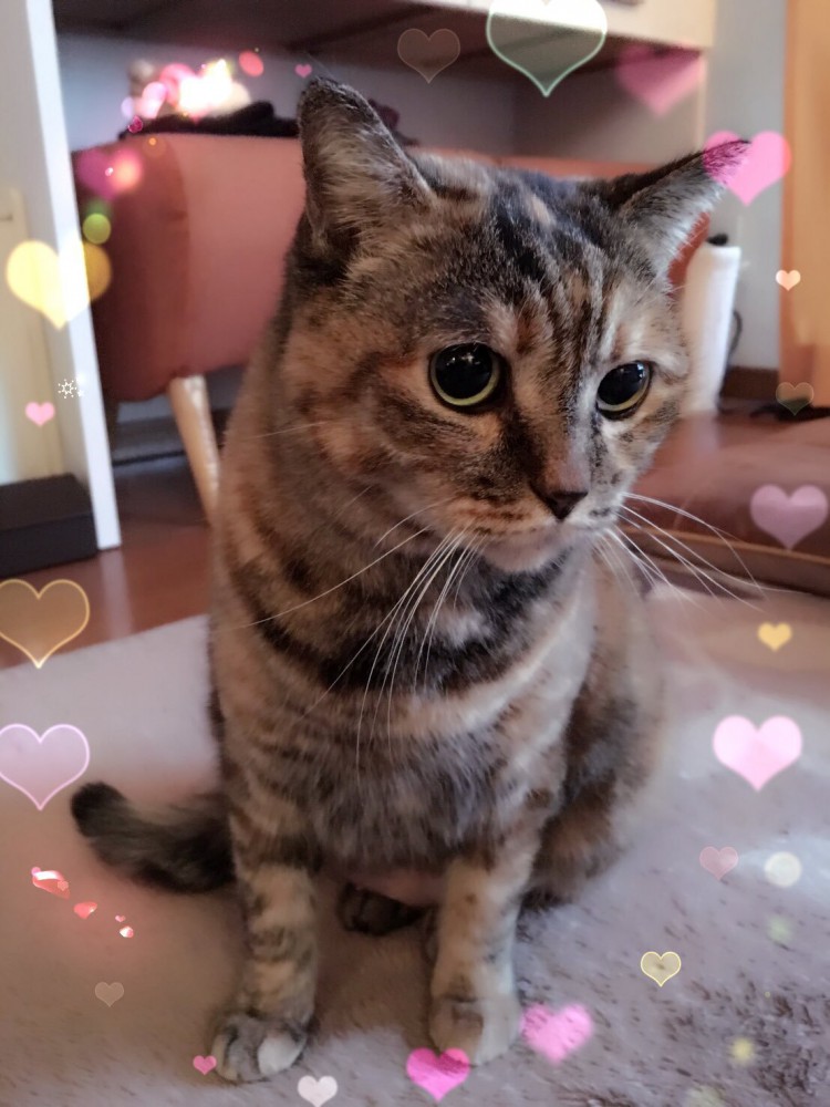 座っている猫