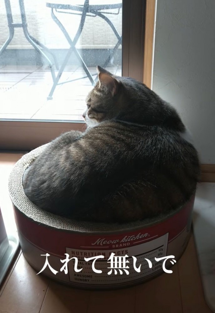 体が入りきっていない猫