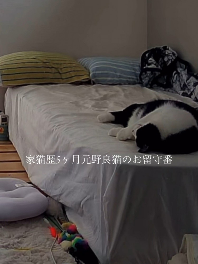 ベッドで寝ている猫