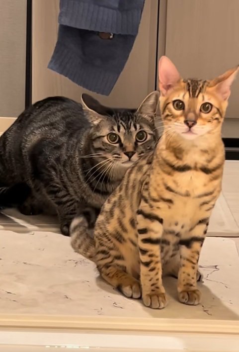 飼い主のお風呂の出待ちをするキジトラとベンガル