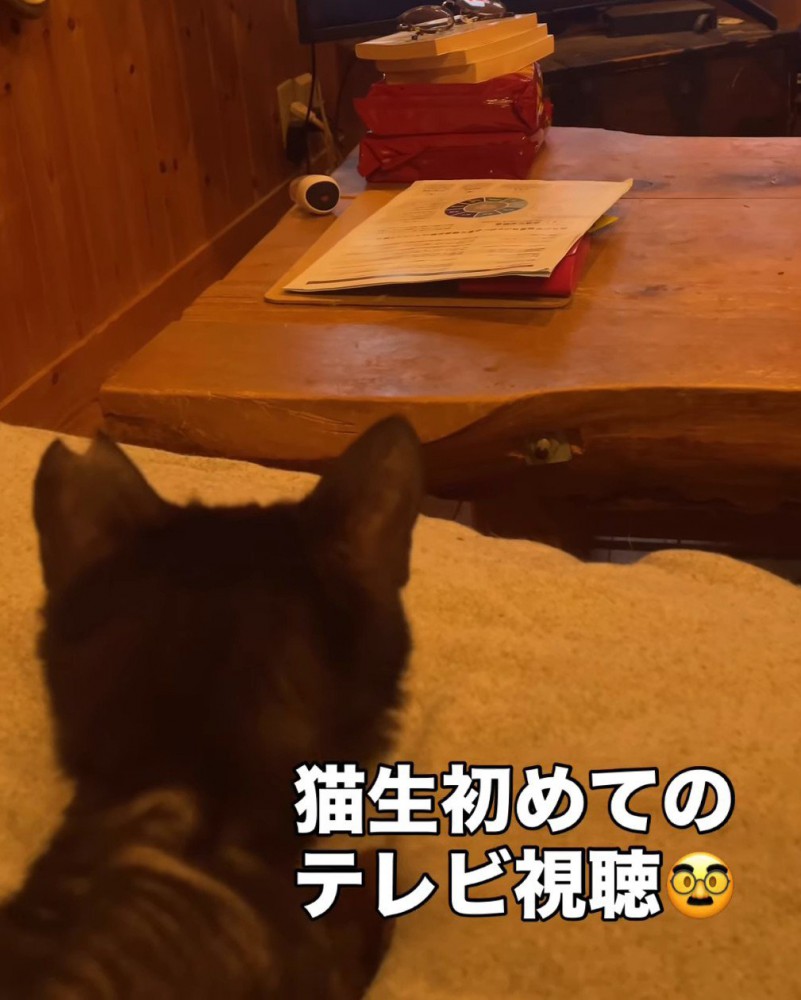 テレビを見る猫の後頭部