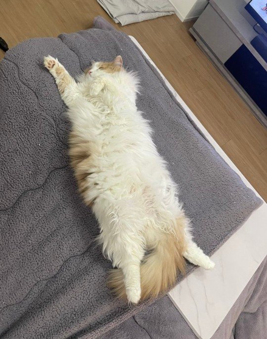 こたつの上が気に入った猫