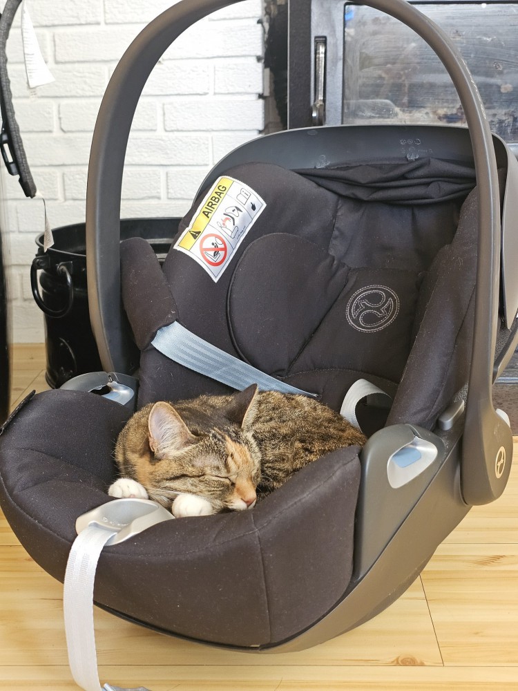 ベビーシートで眠る猫