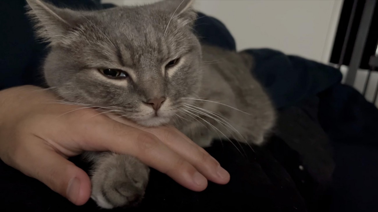 顎を乗せる猫