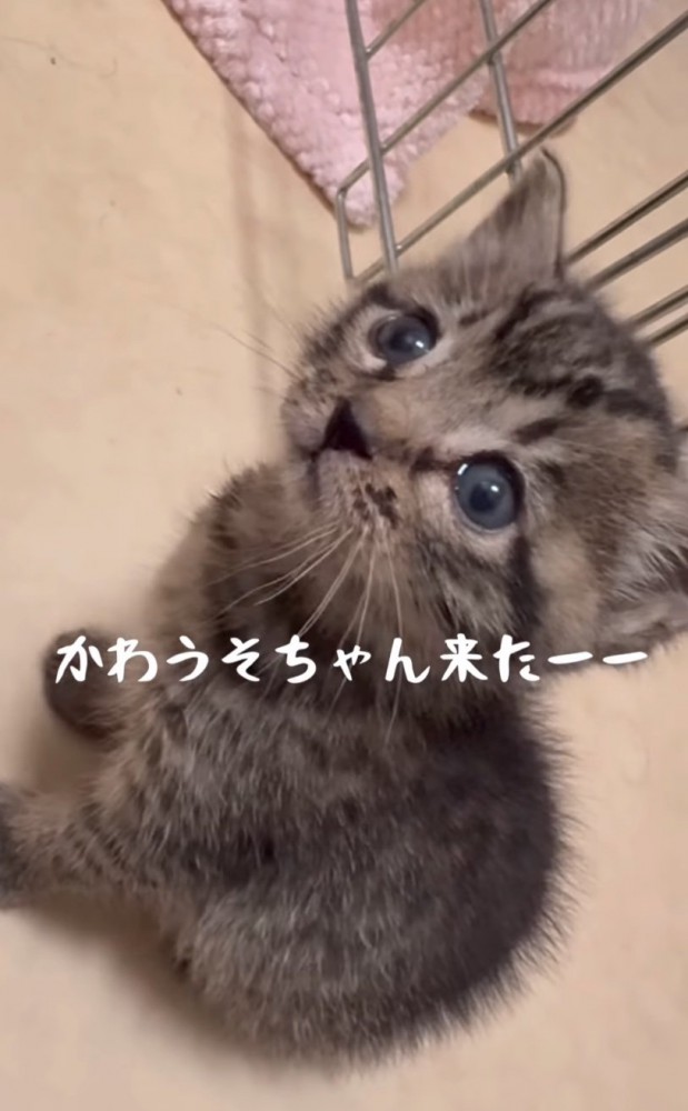小さな子猫