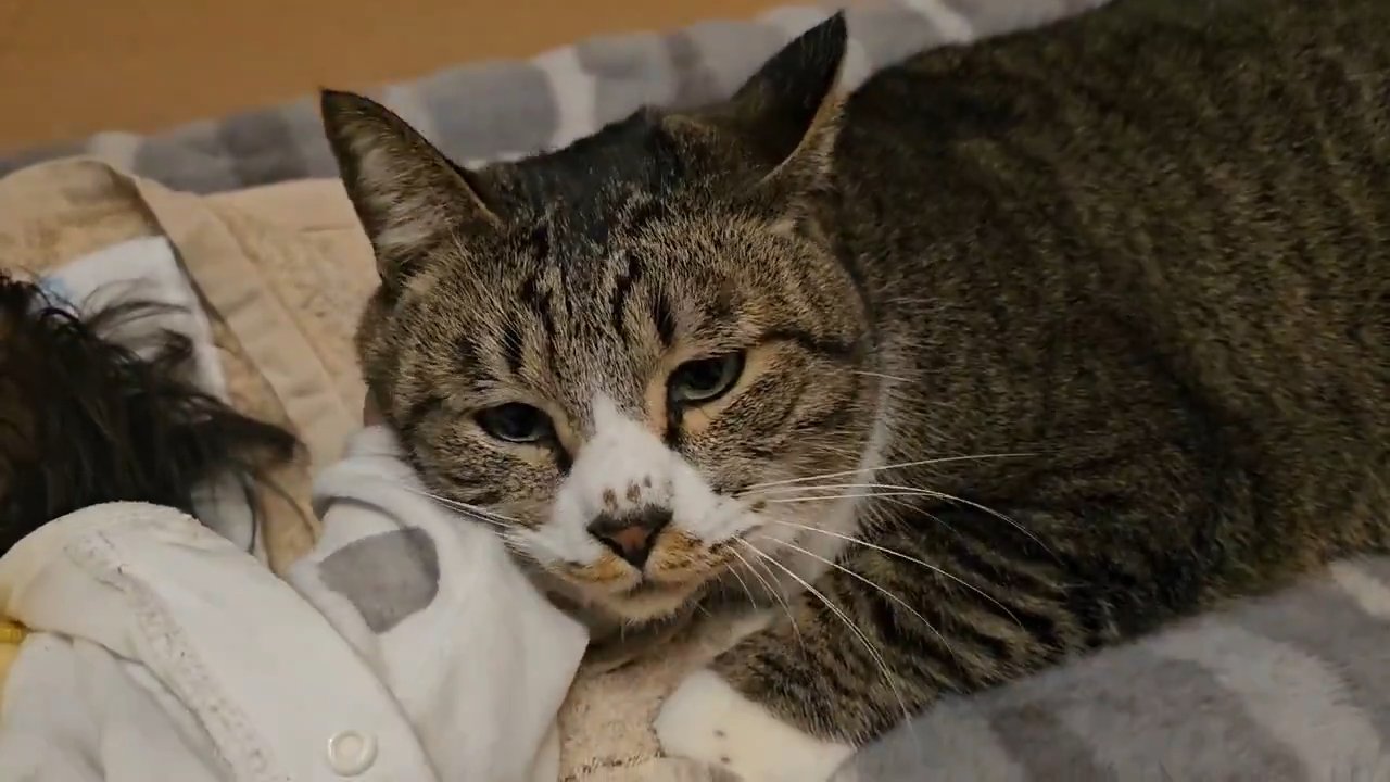 赤ちゃんの手に顔を乗せる猫