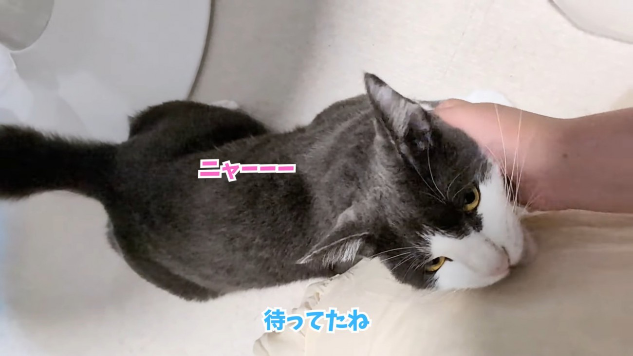 テロップ「待ってたね」